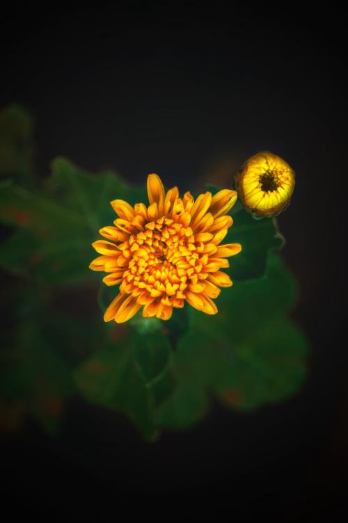 对一个人痴情的歇后语