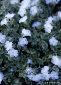 ​温柔爱情语录，浪漫唯美句子，直击内心