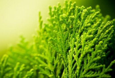 描写荷叶的句子