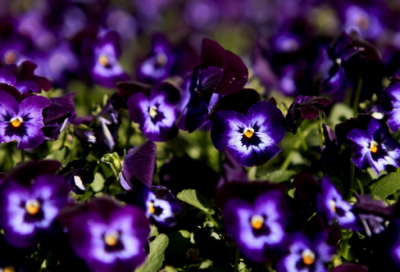 ​夸张的句子大全，夸张的句子(29句)