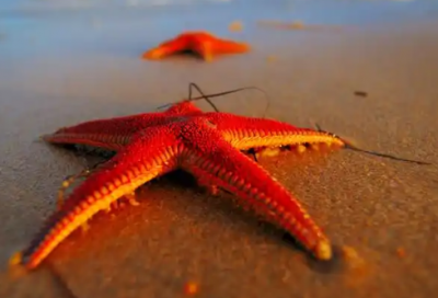 ​母亲节送花给妈妈的祝福语