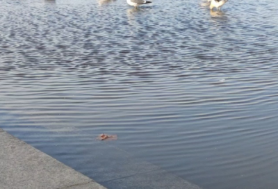 ​宝宝百天照祝福语31句